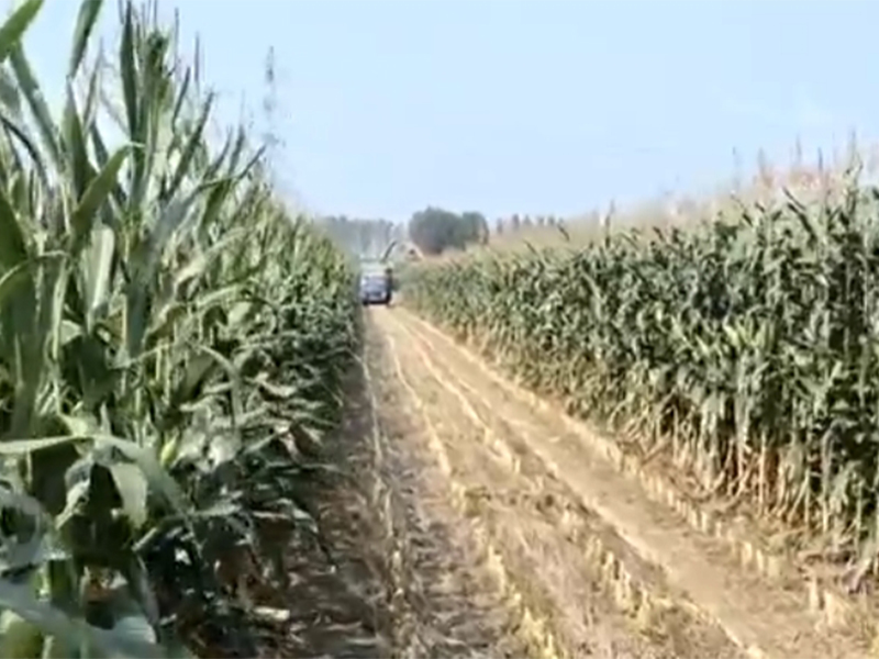 轮式升级版玉米收割视频